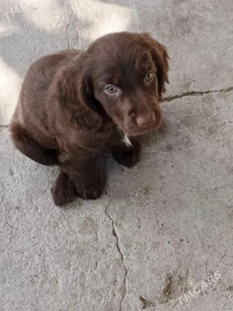 щенки русский спаниель мальчик - Büzmeýin - img 2