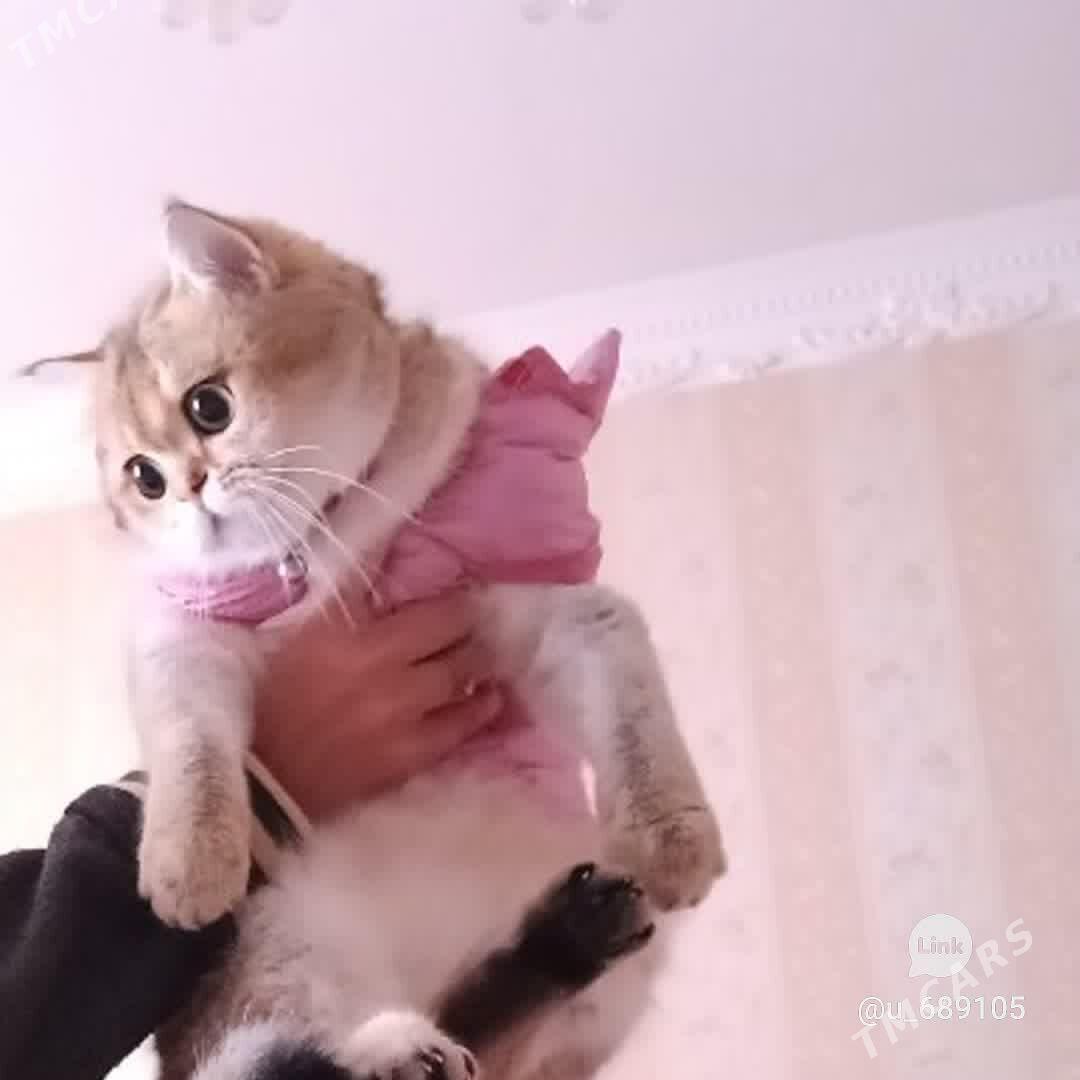 шотландские котята - Ашхабад - img 5