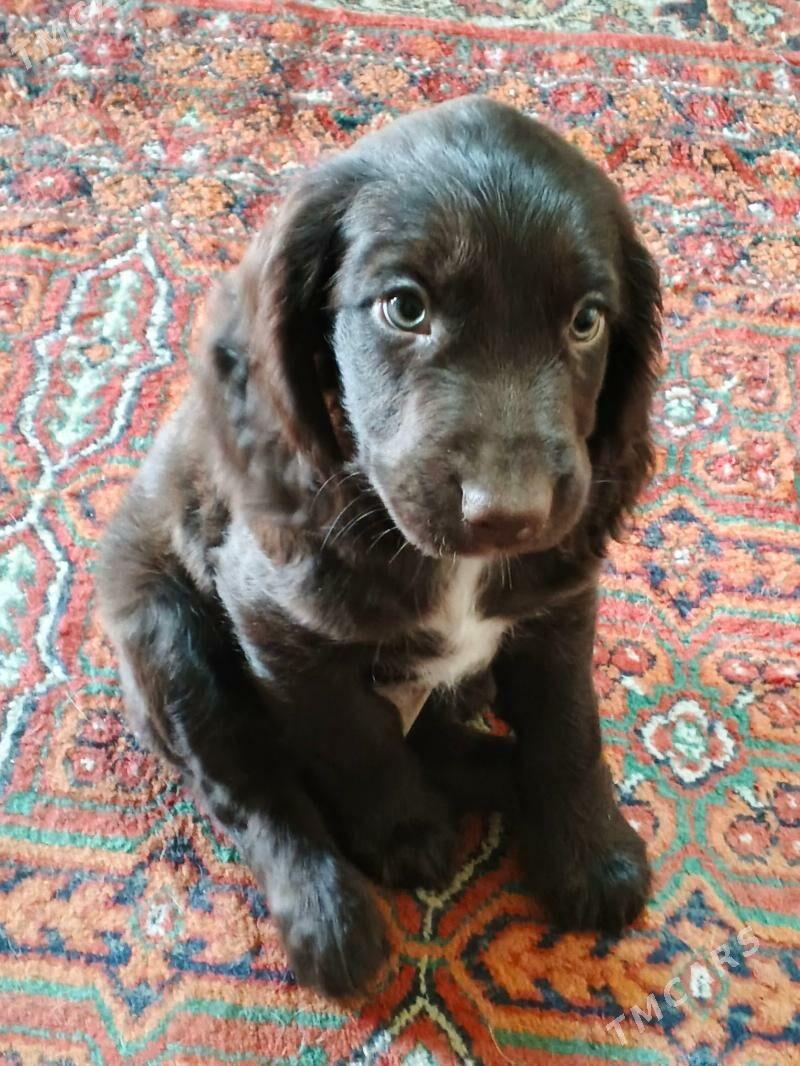 щенки русский спаниель мальчик - Büzmeýin - img 1