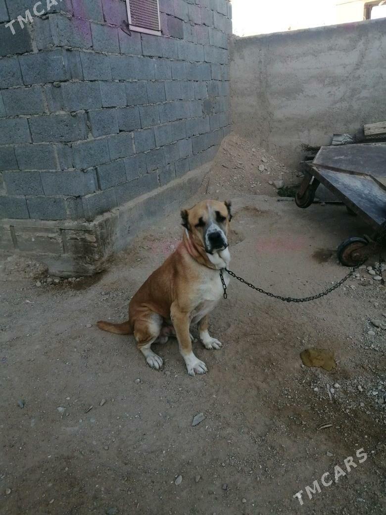 Alabay turkmen gujigi - Балканабат - img 2