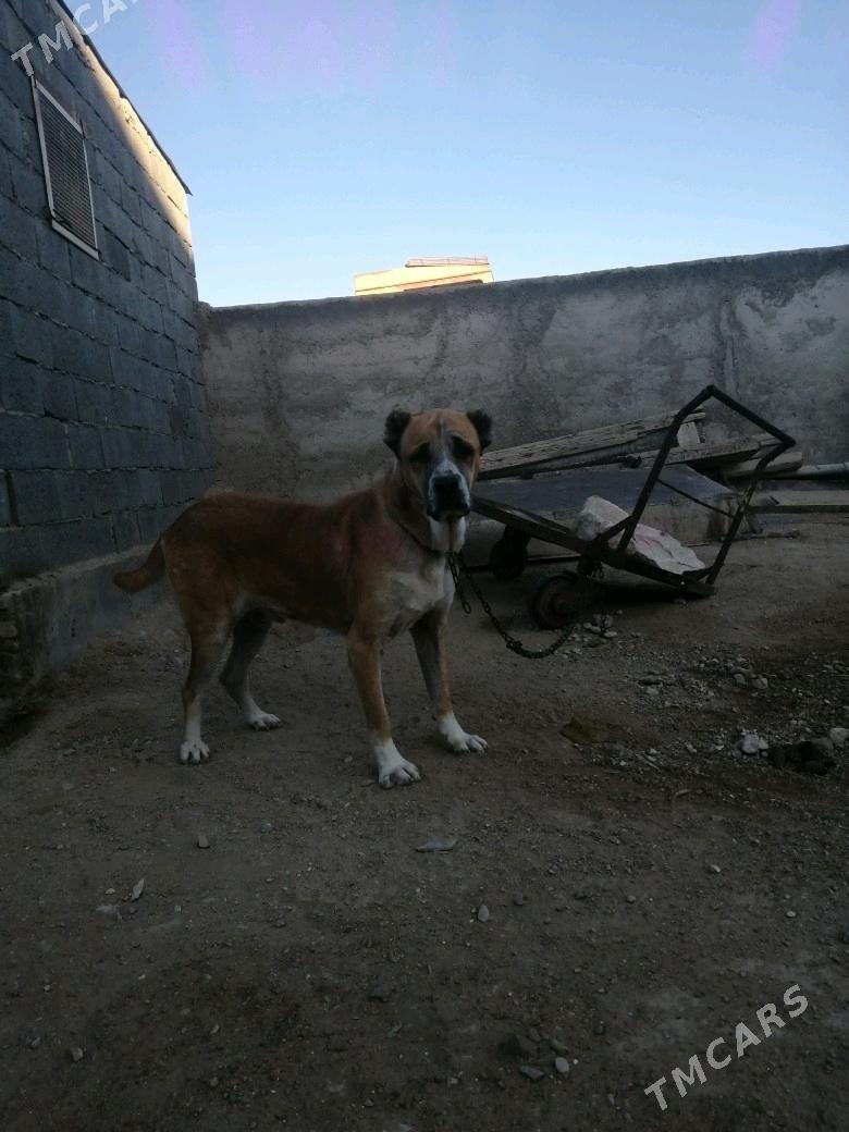 Alabay turkmen gujigi - Балканабат - img 4