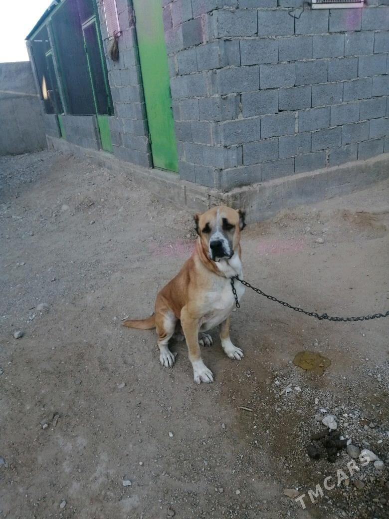 Alabay turkmen gujigi - Балканабат - img 1