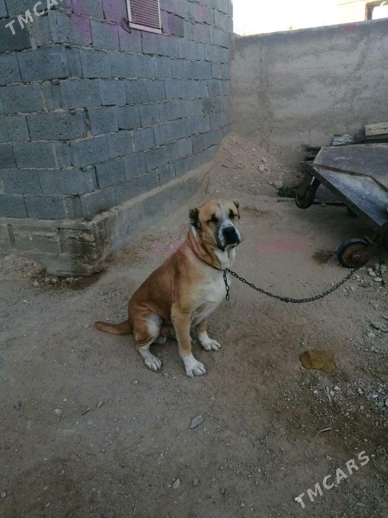 Alabay turkmen gujigi - Балканабат - img 3