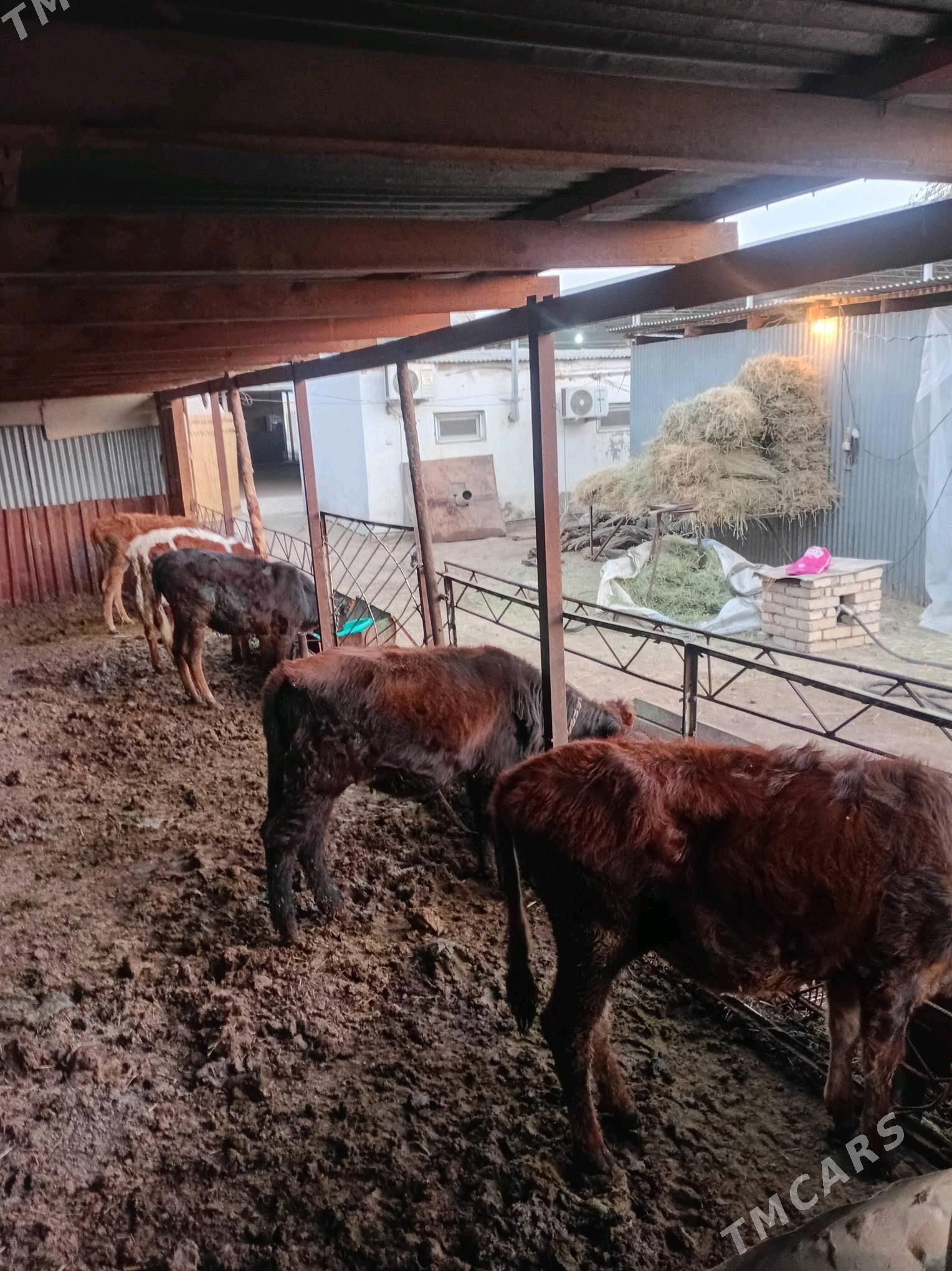 gulajyn göleler - Мары - img 5