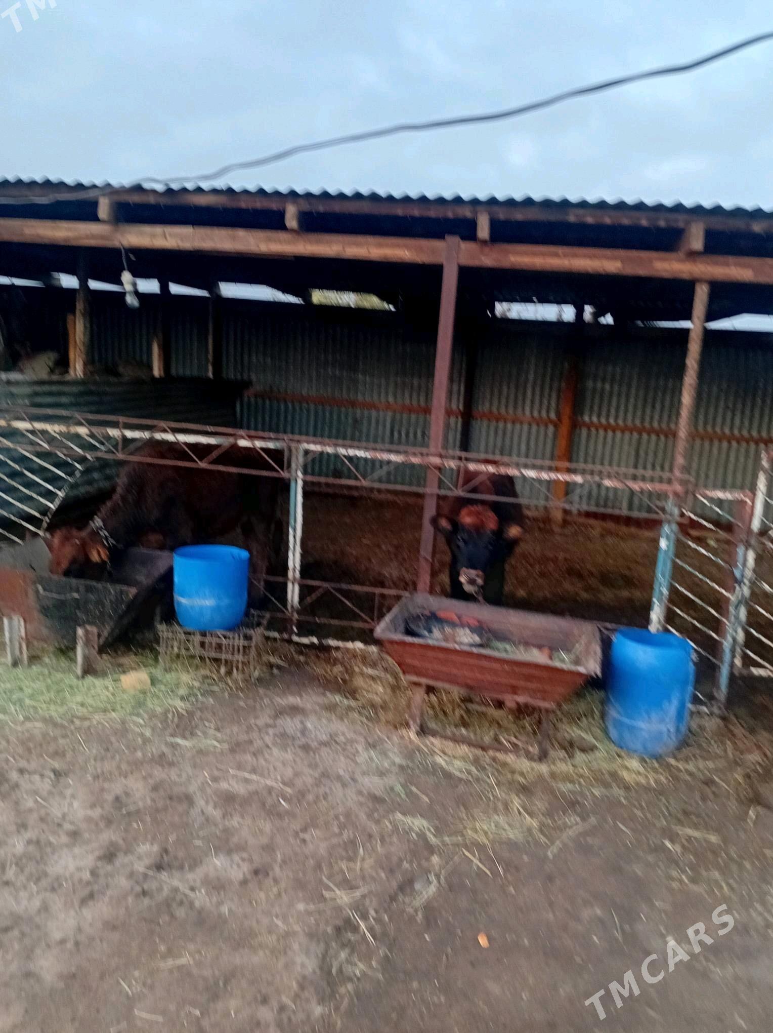 gulajyn göleler - Мары - img 2