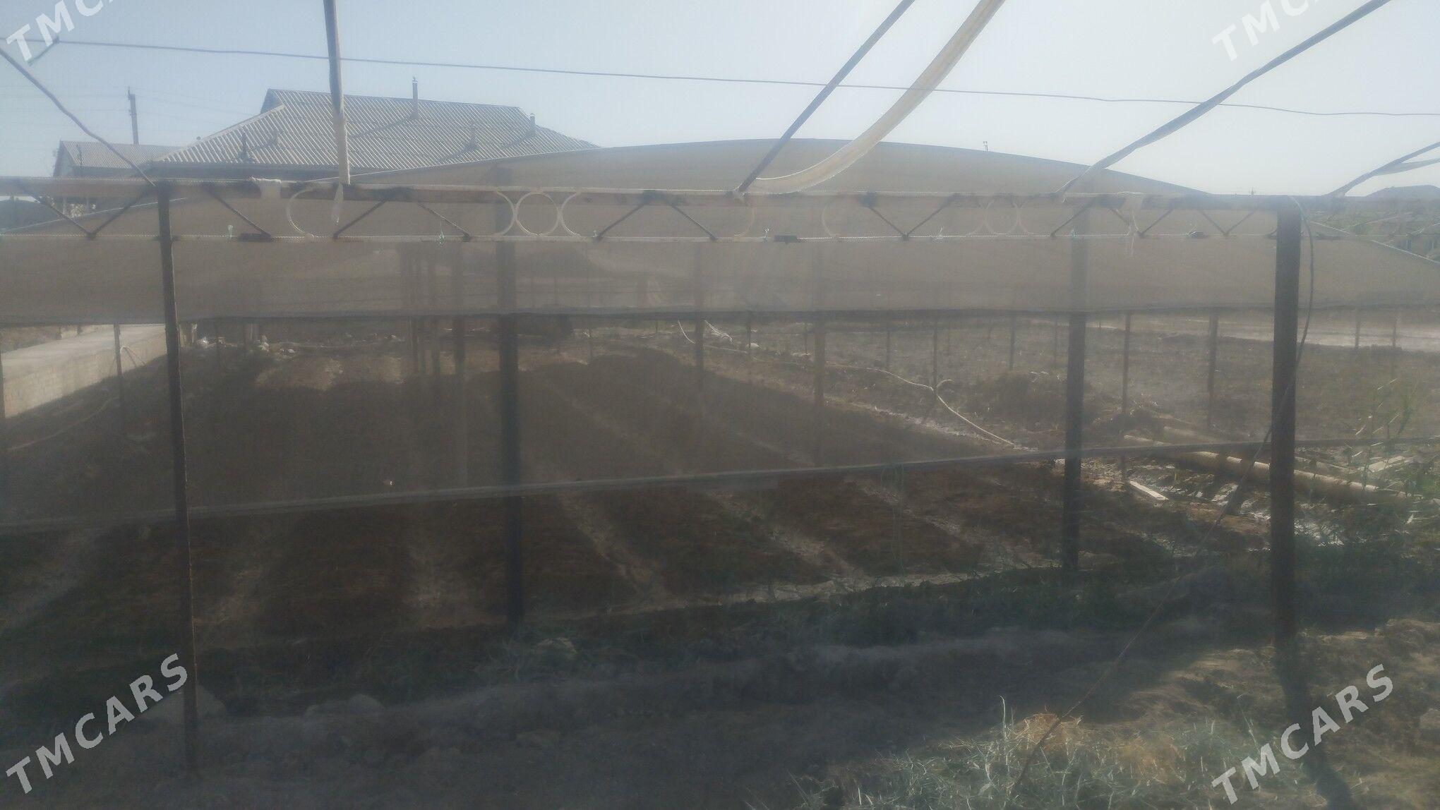 teplisa - Мургап - img 3