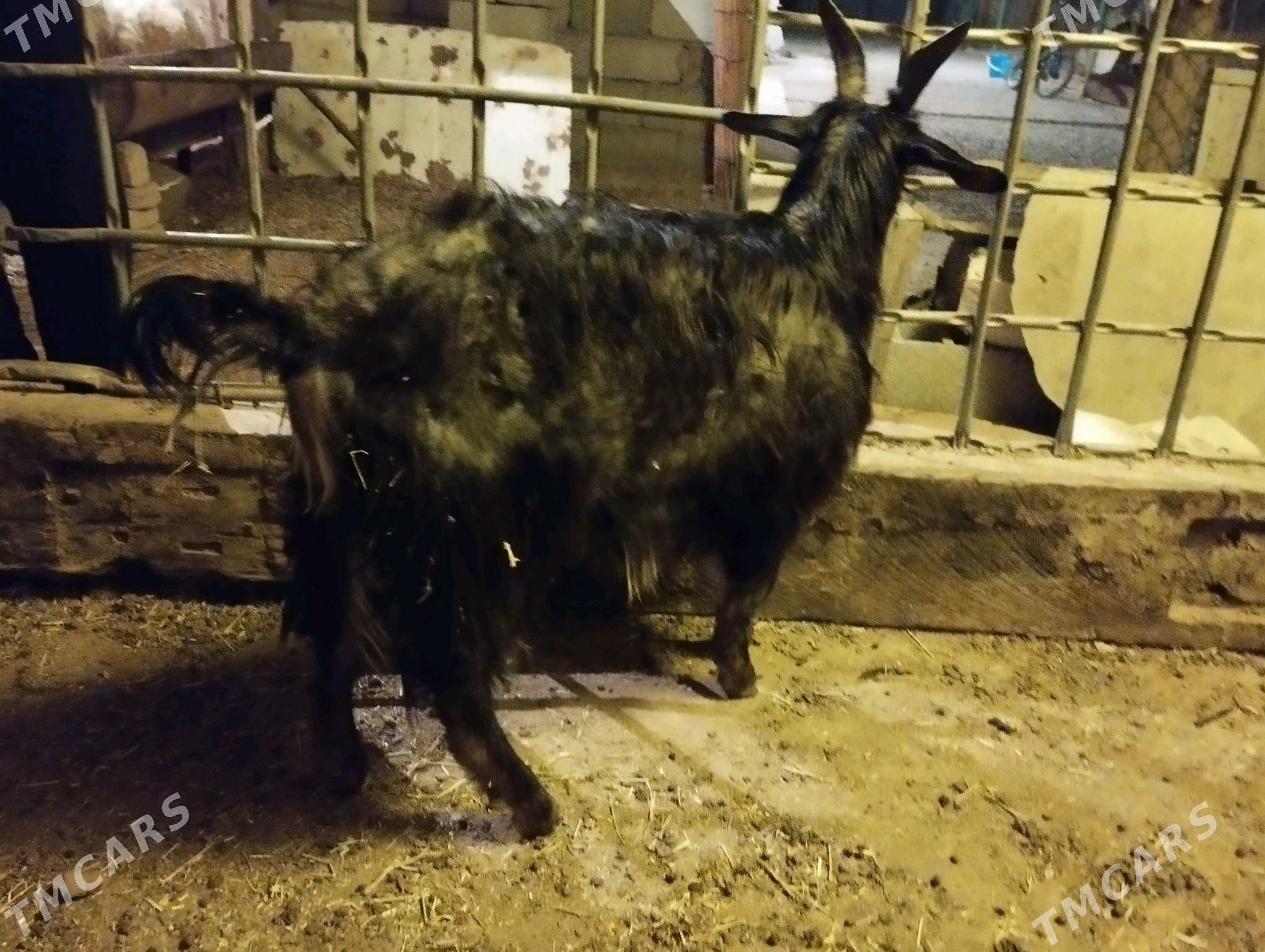 işşek - Ашхабад - img 3