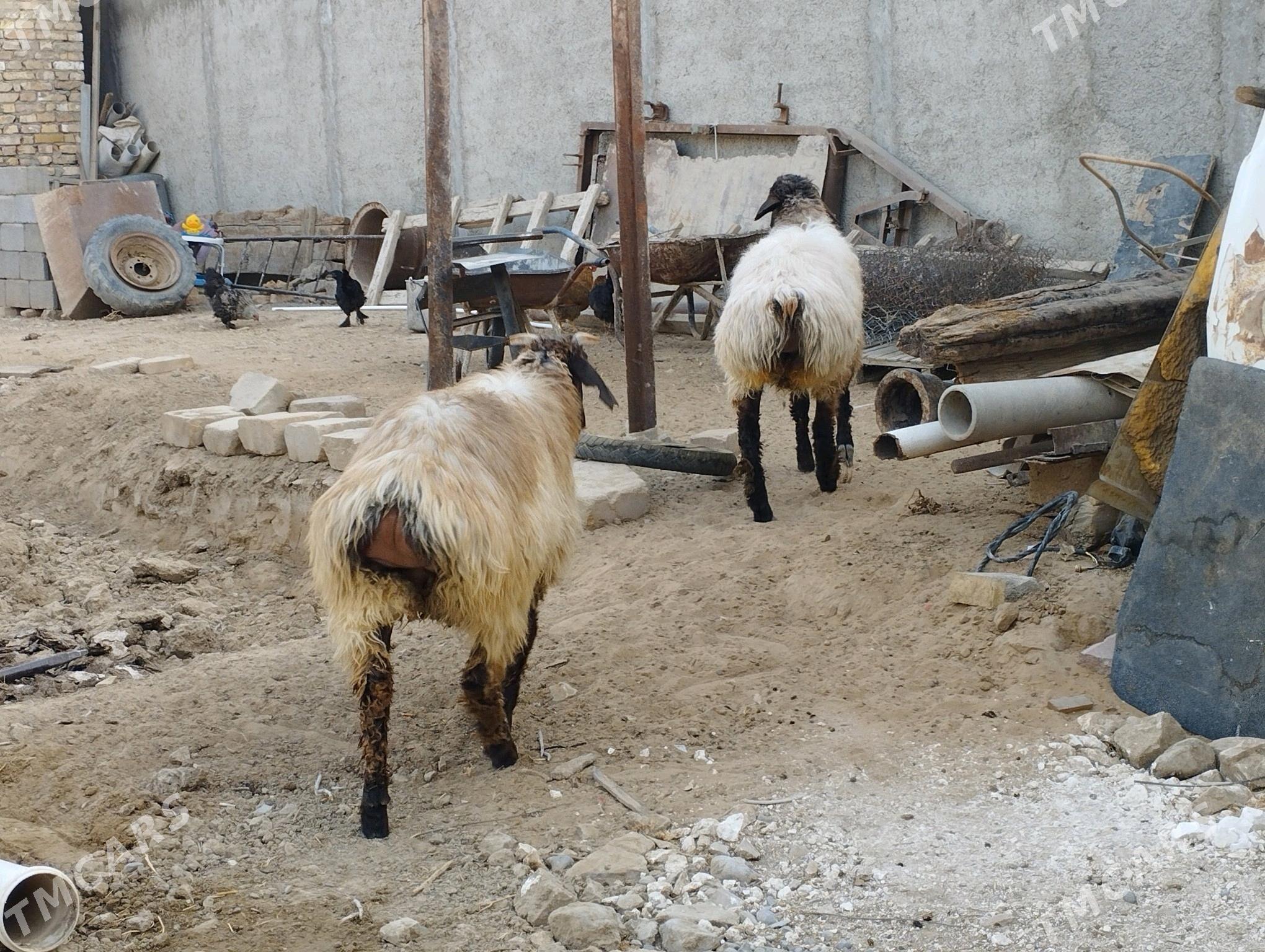 işşek - Ашхабад - img 1