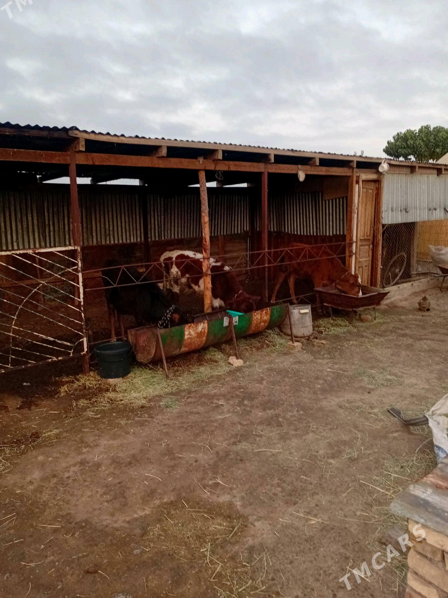 gulajyn göleler - Мары - img 3