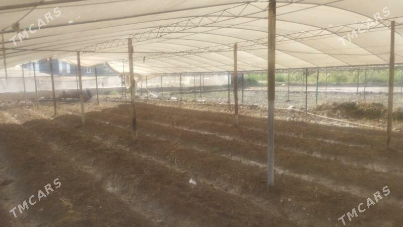 teplisa - Мургап - img 1