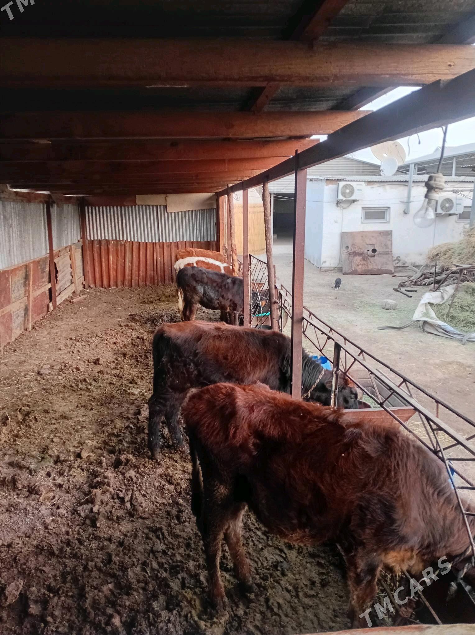 gulajyn göleler - Мары - img 6