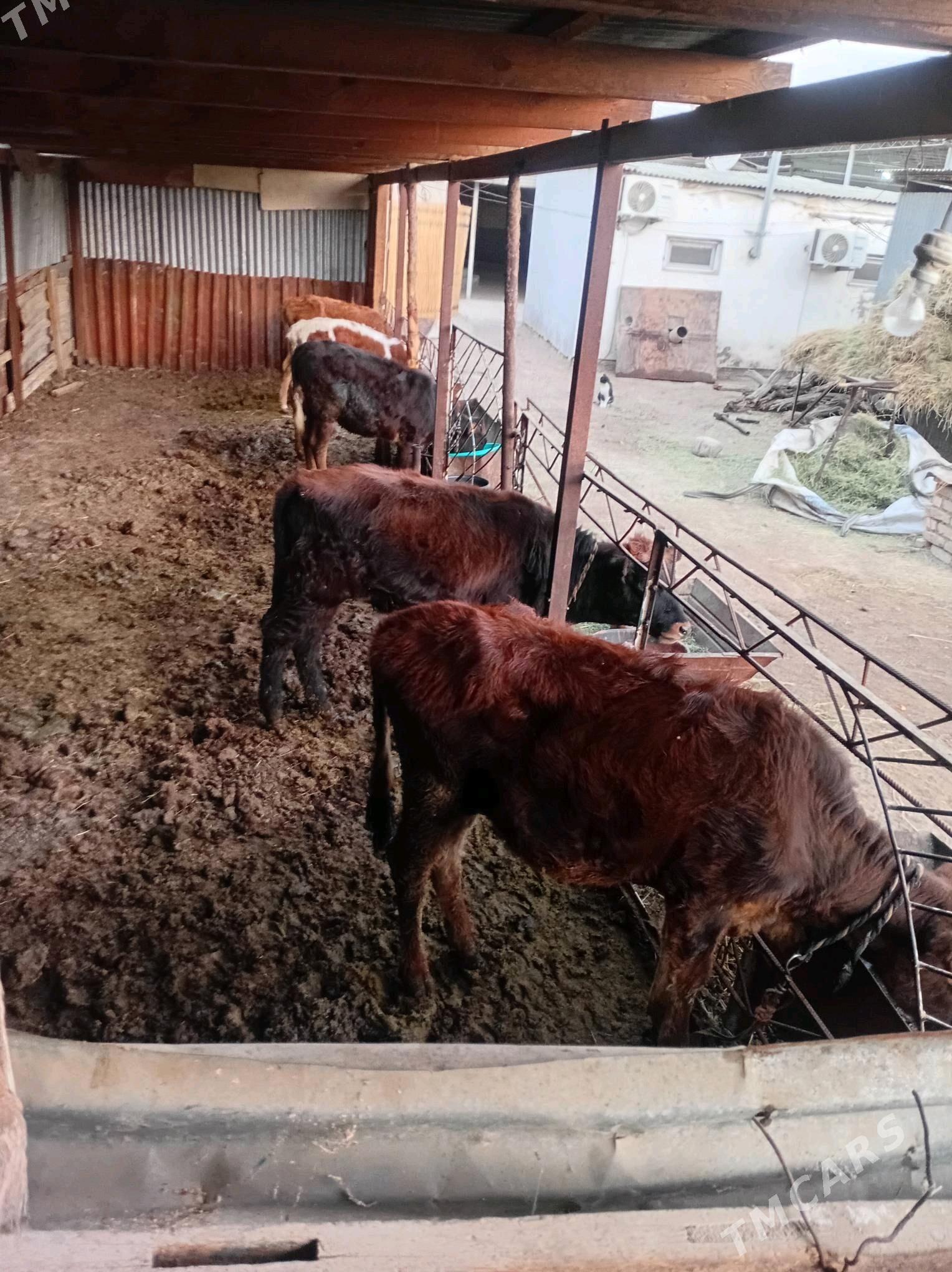 gulajyn göleler - Мары - img 4