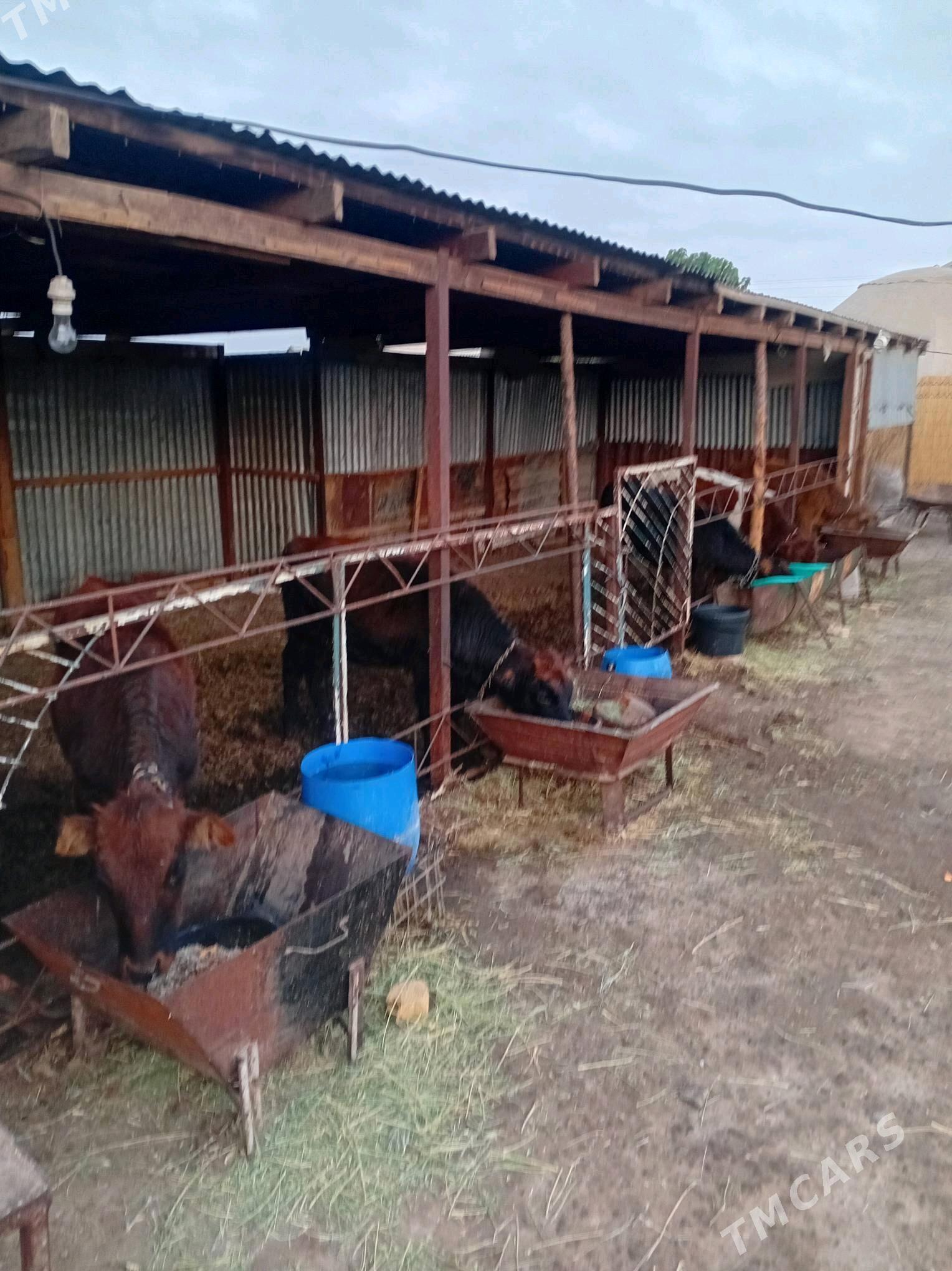 gulajyn göleler - Мары - img 13