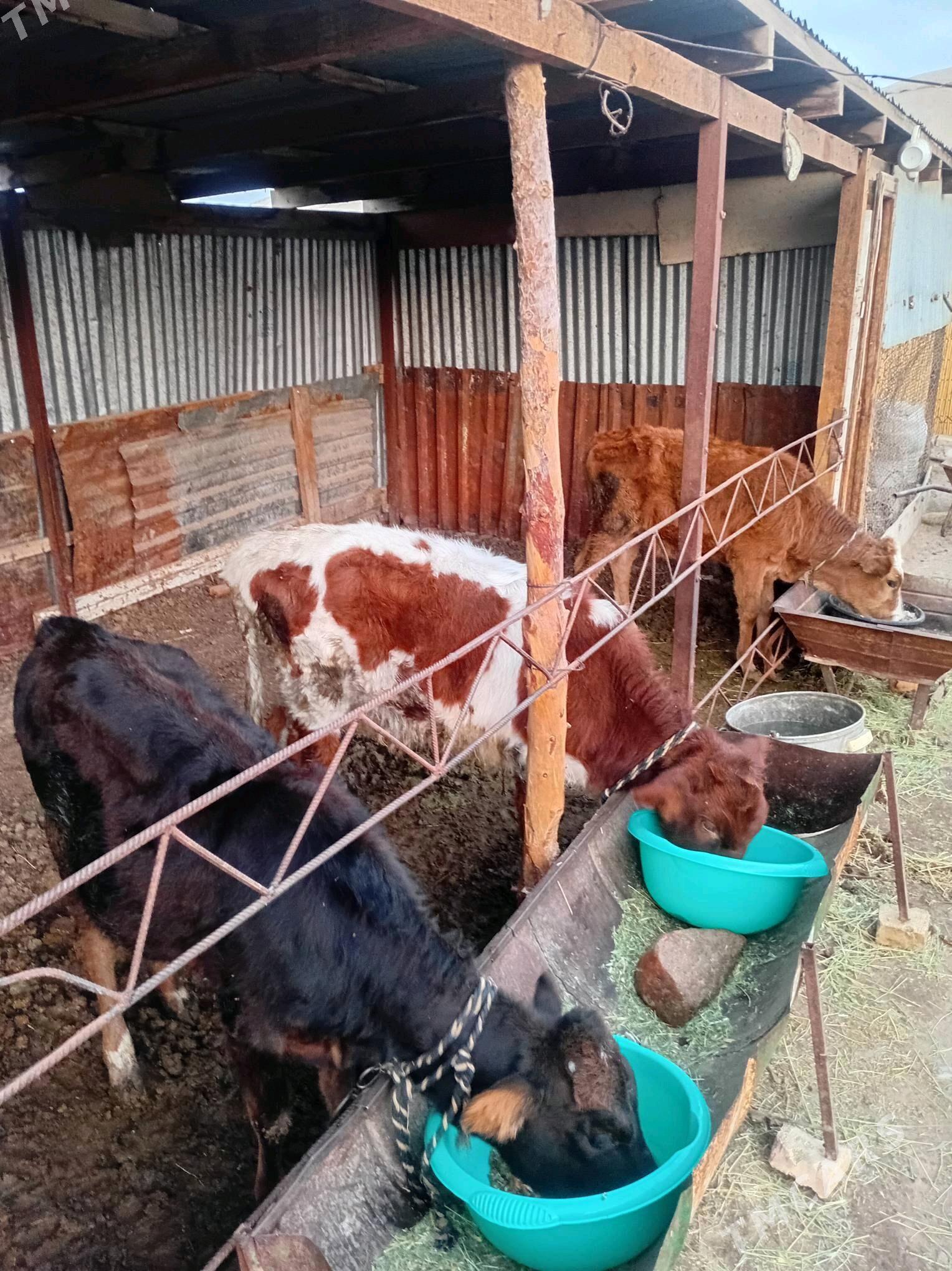 gulajyn göleler - Мары - img 8