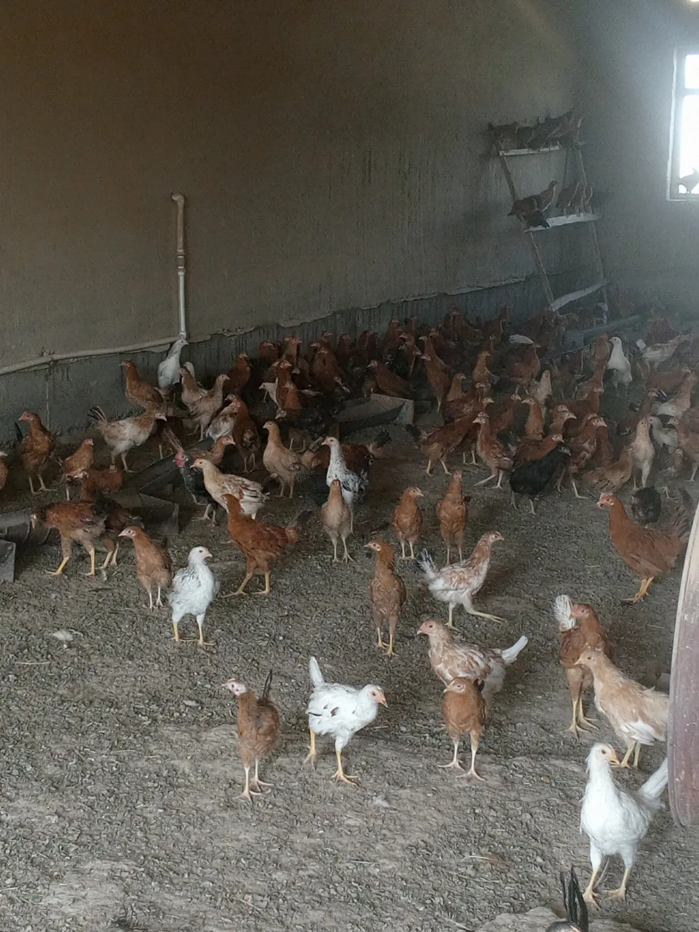 Towuk horaz-mäki - Baýramaly - img 2