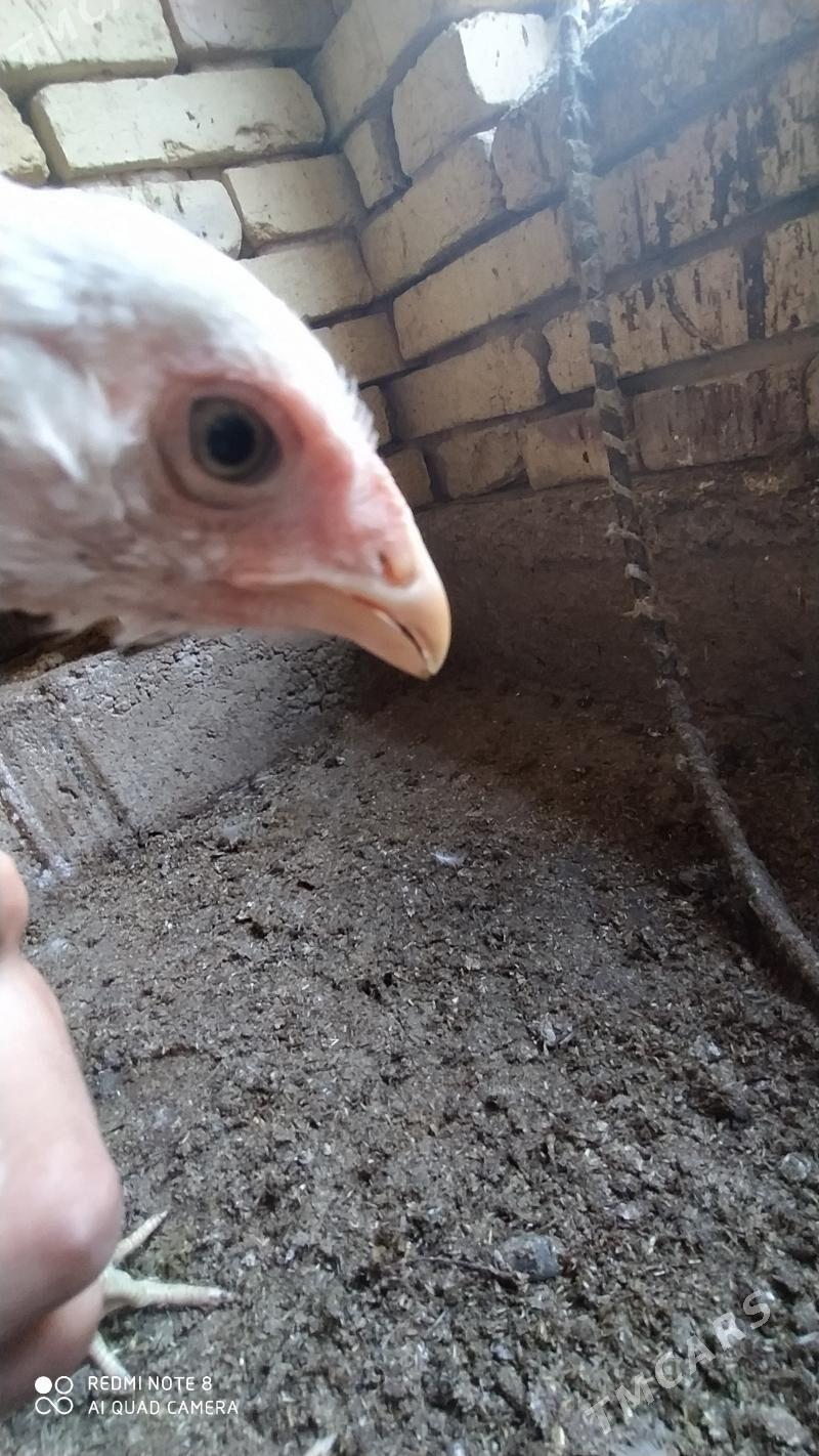 Baýes jüýje - Tejen - img 4