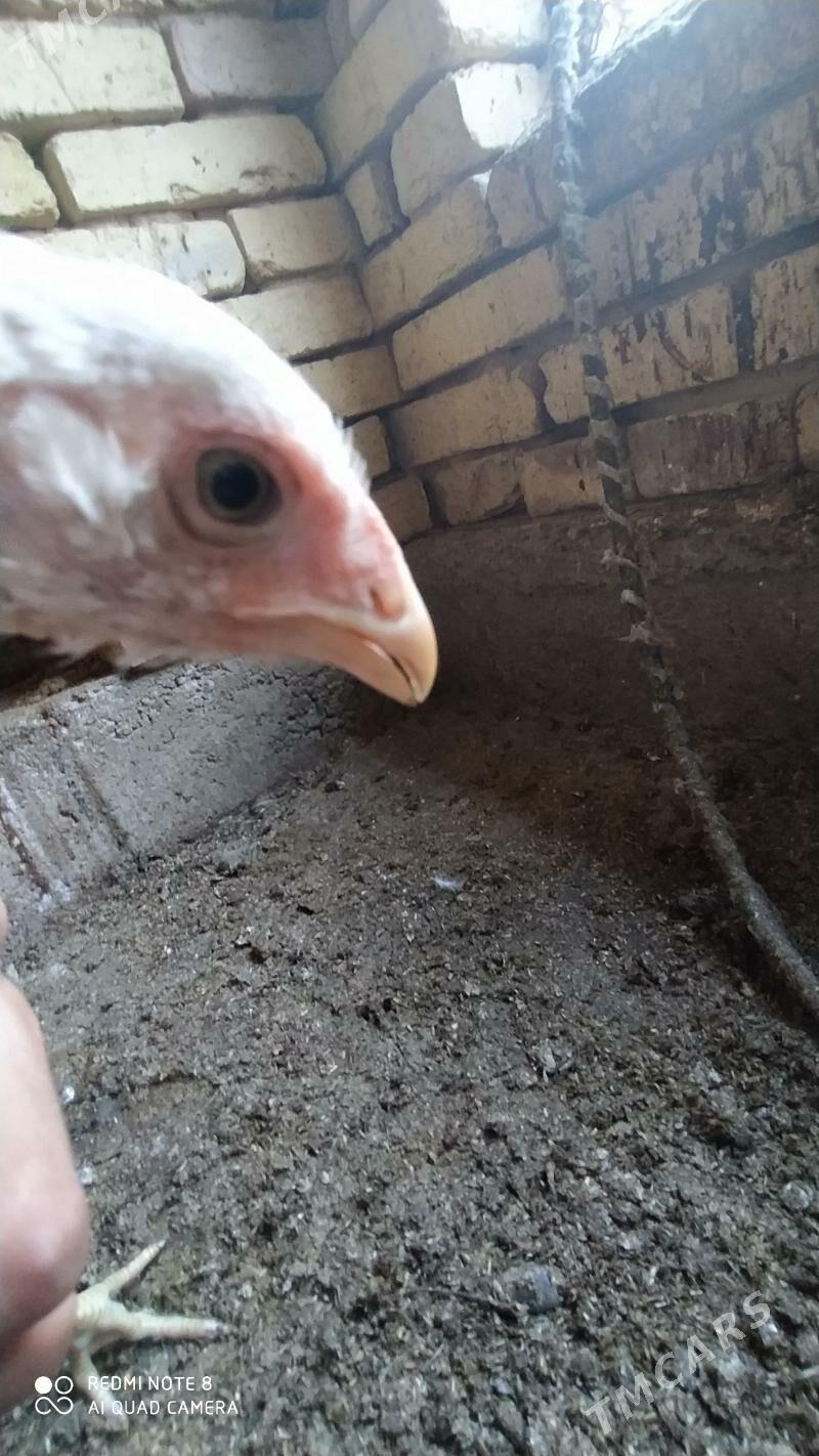 Baýes jüýje - Tejen - img 5