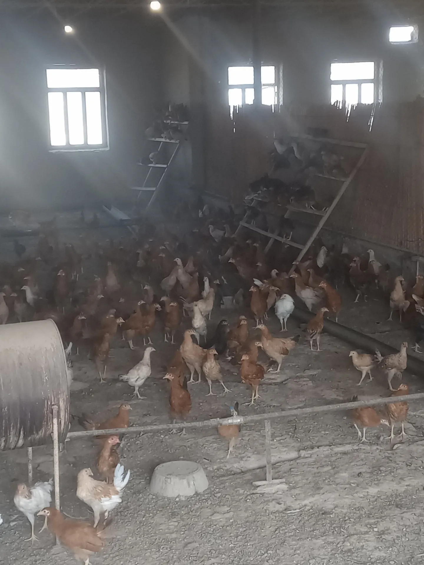 Towuk horaz-mäki - Baýramaly - img 3