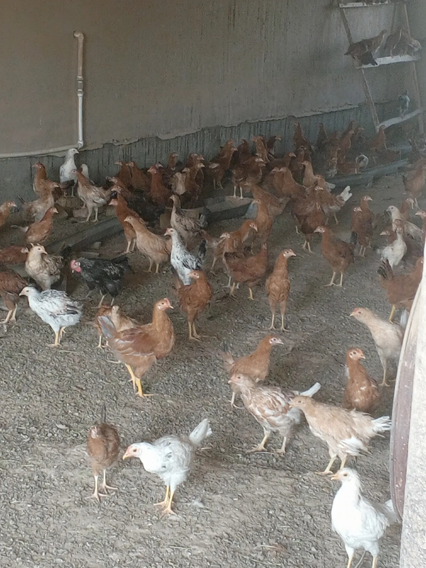 Towuk horaz-mäki - Baýramaly - img 1