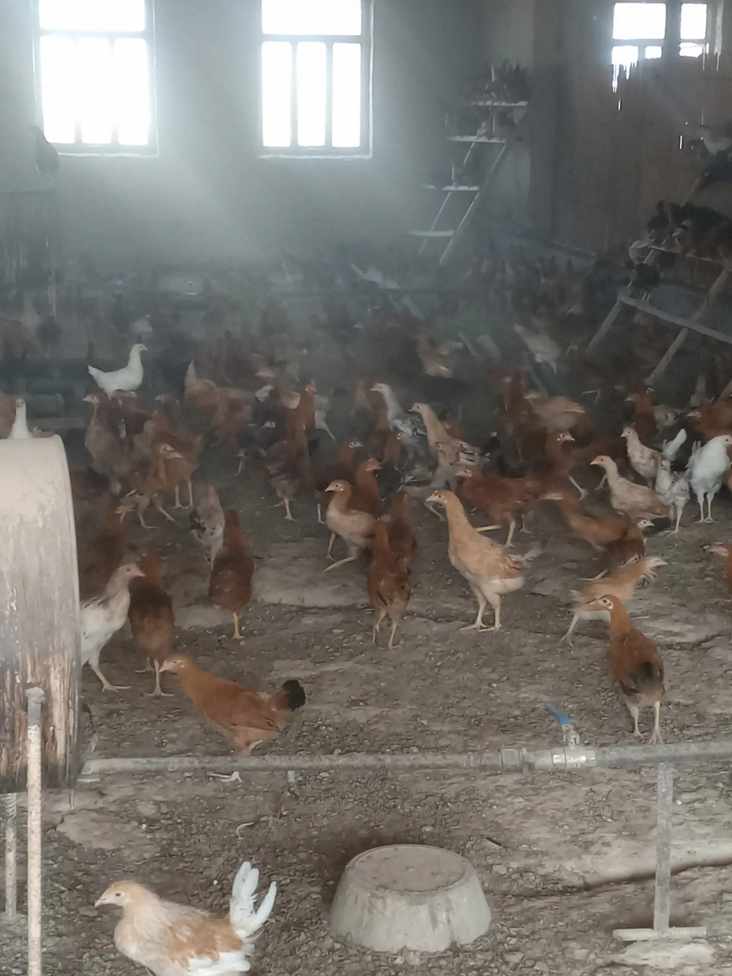 Towuk horaz-mäki - Baýramaly - img 4