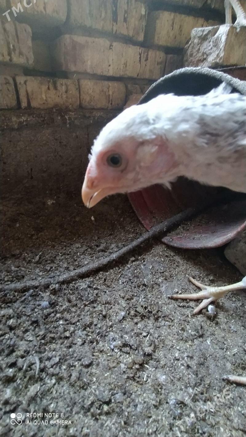 Baýes jüýje - Tejen - img 2