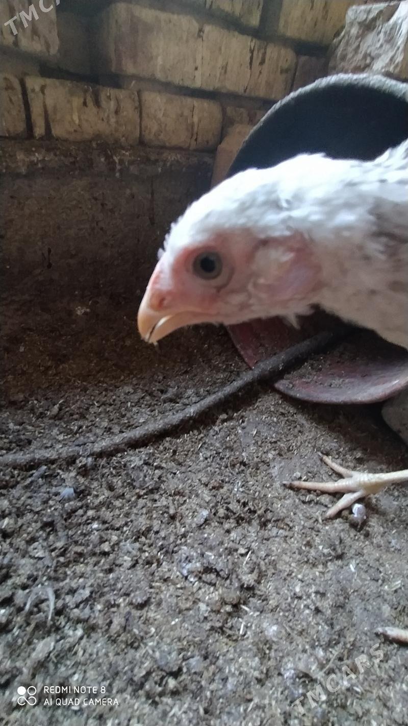 Baýes jüýje - Tejen - img 3