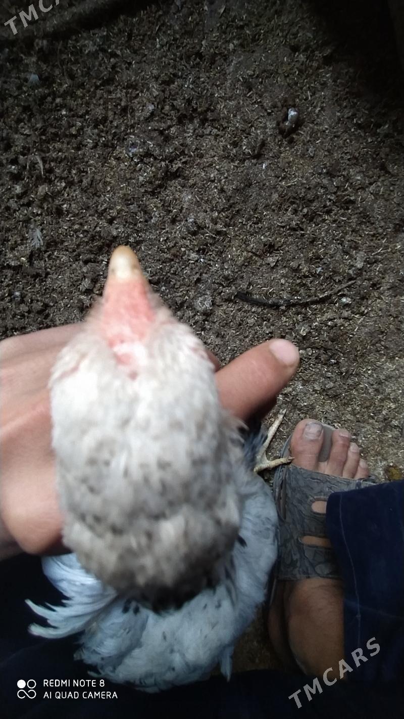 Baýes jüýje - Tejen - img 7