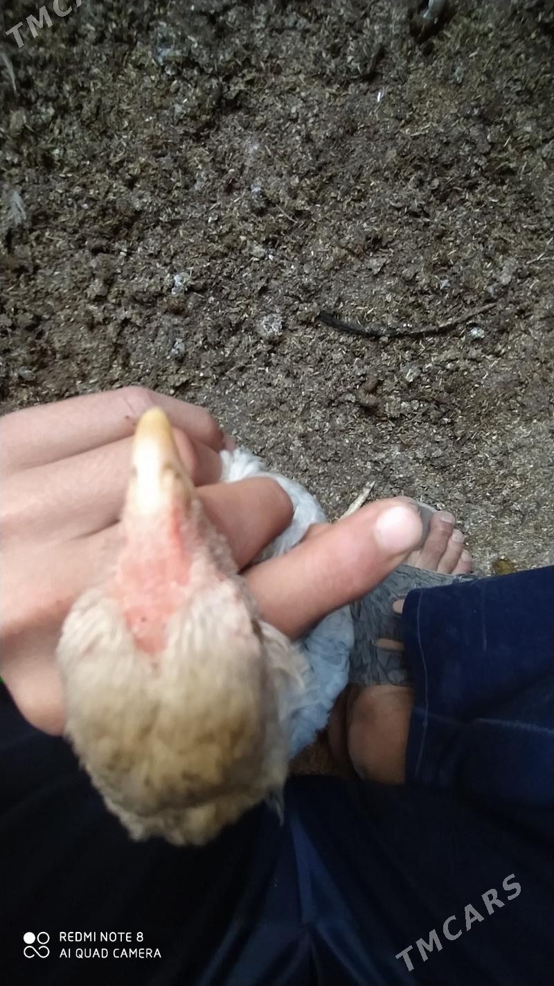 Baýes jüýje - Tejen - img 6