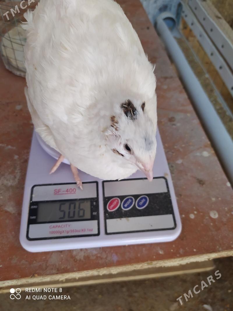 Bedene gigant - Howdan "W" - img 1