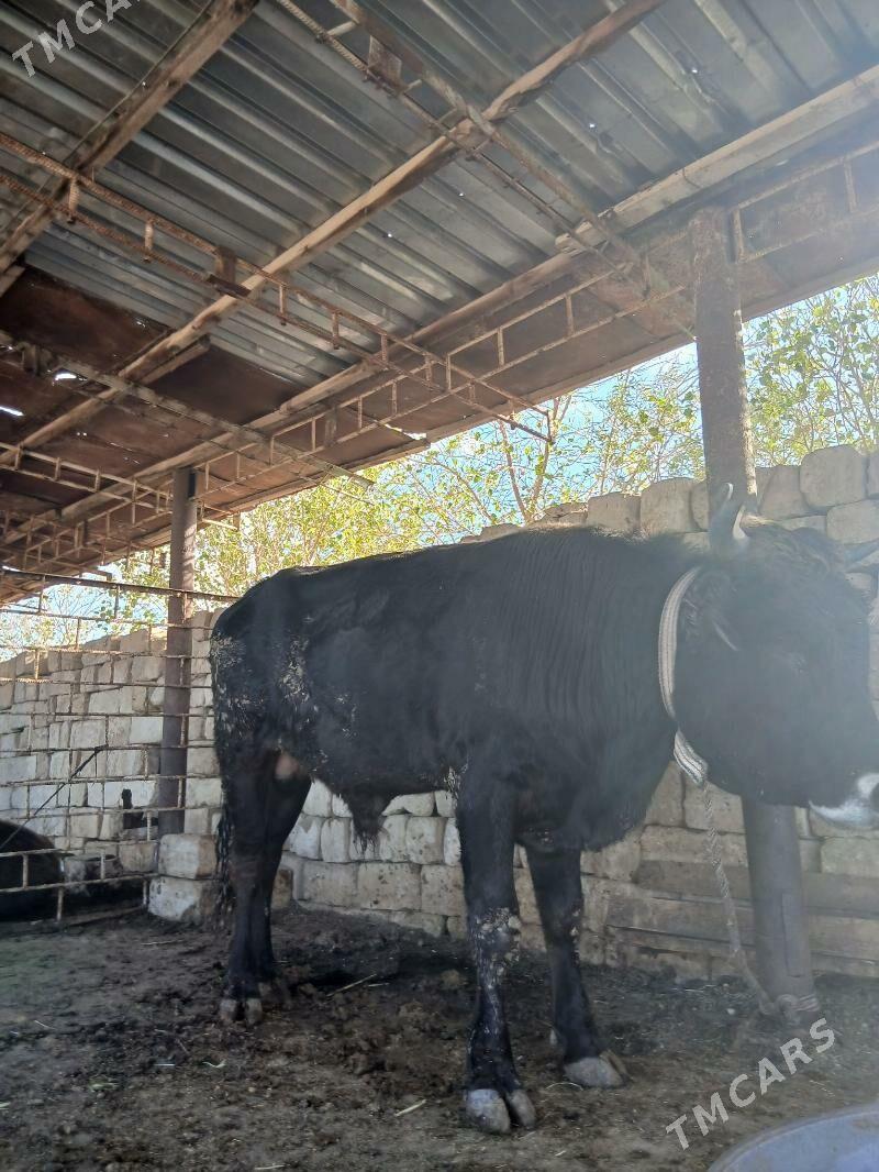 Öküz - Гызыларбат - img 6