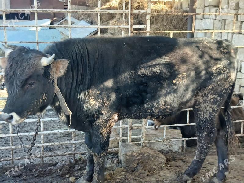 Öküz - Гызыларбат - img 8