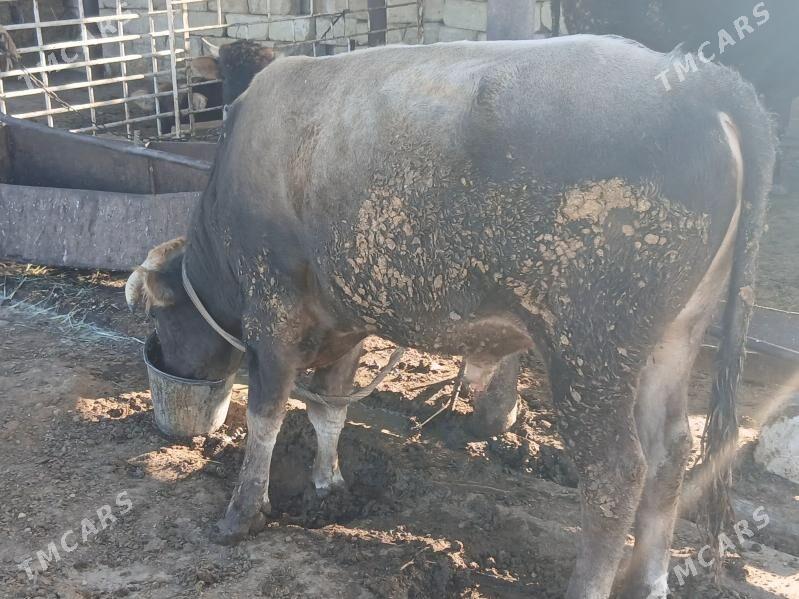 Öküz - Гызыларбат - img 4