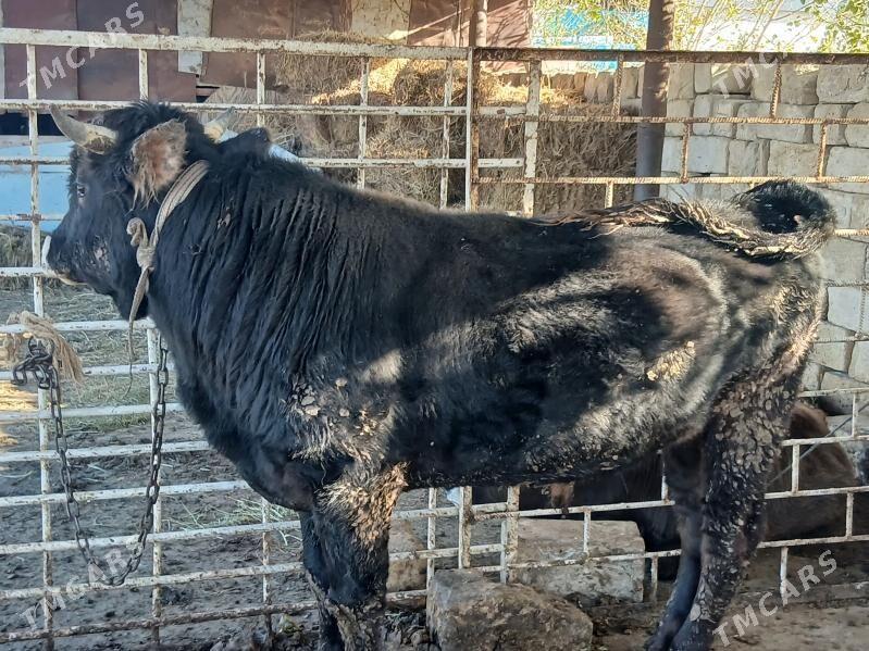 Öküz - Гызыларбат - img 2