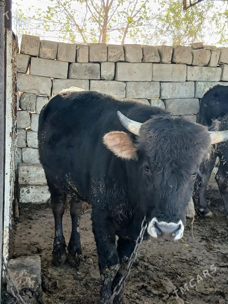 Öküz - Гызыларбат - img 1