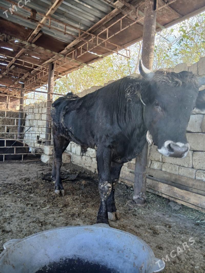 Öküz - Гызыларбат - img 7