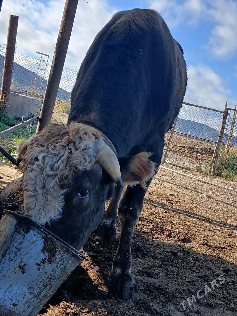 Öküz - Гызыларбат - img 3