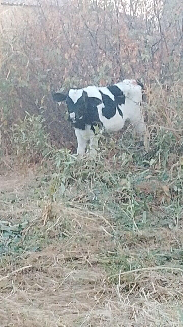 altin şahi ýok - Bäherden - img 1