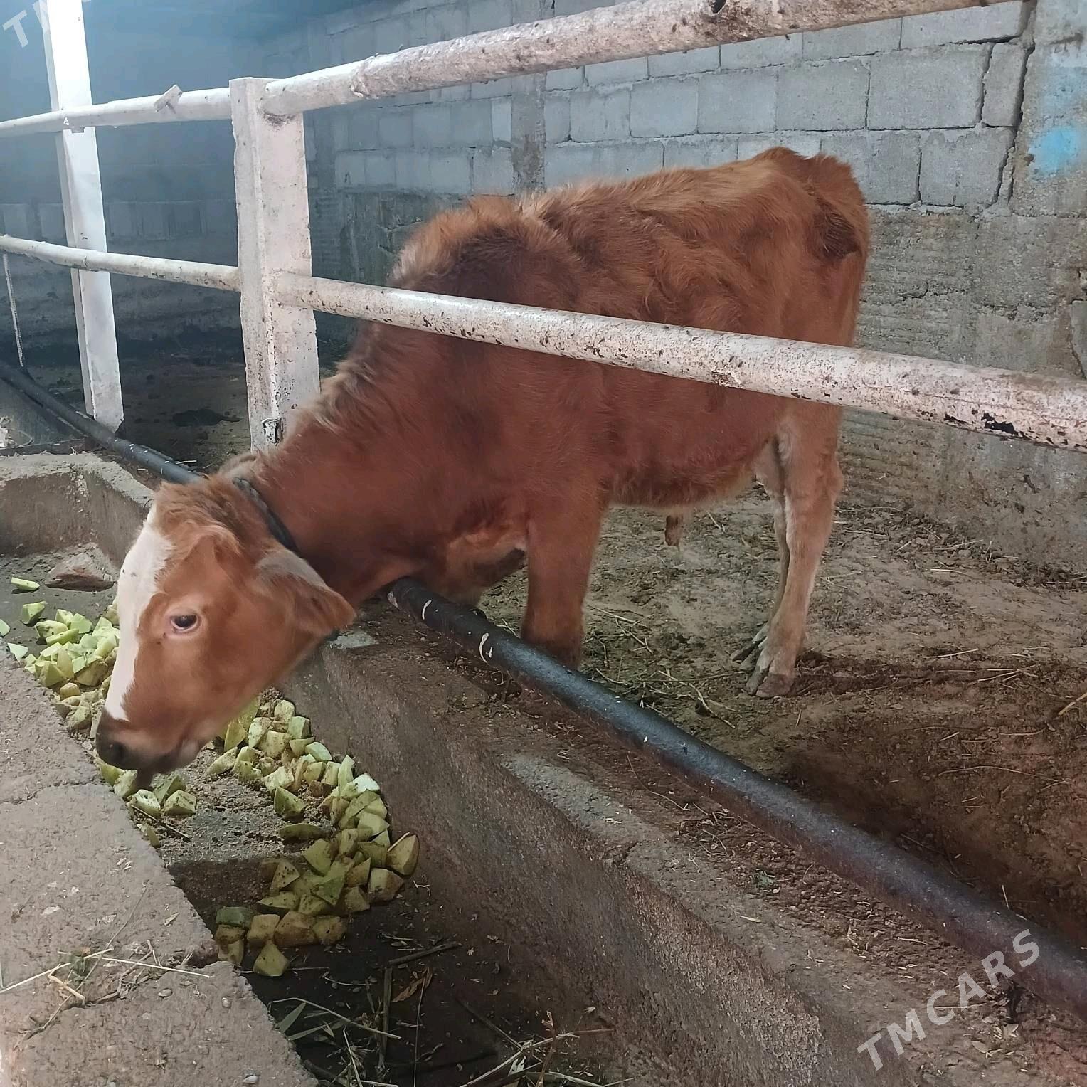 ÖKUZ - Бузмеин - img 2