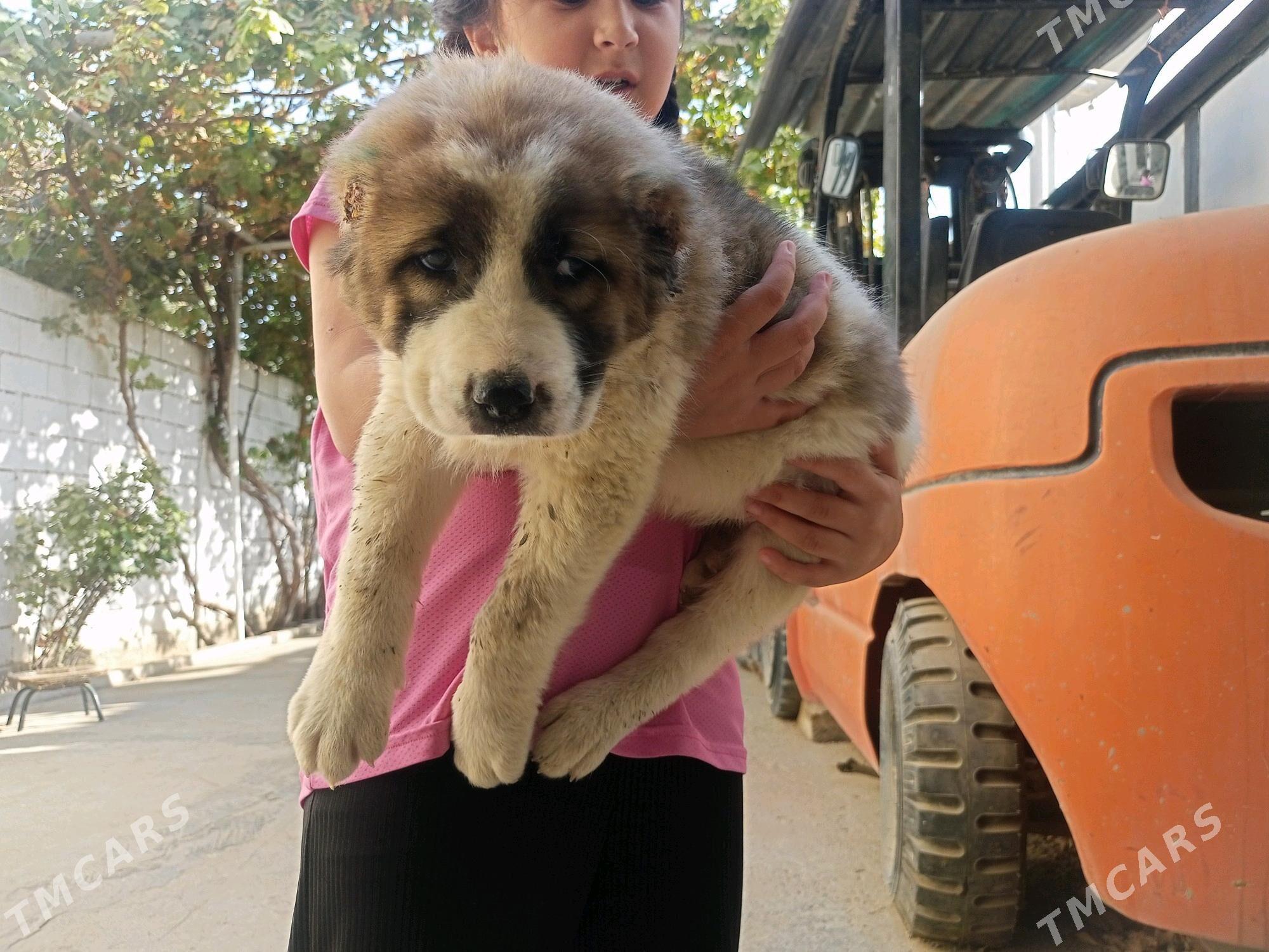 Alabay gujuk - Bedew - img 2