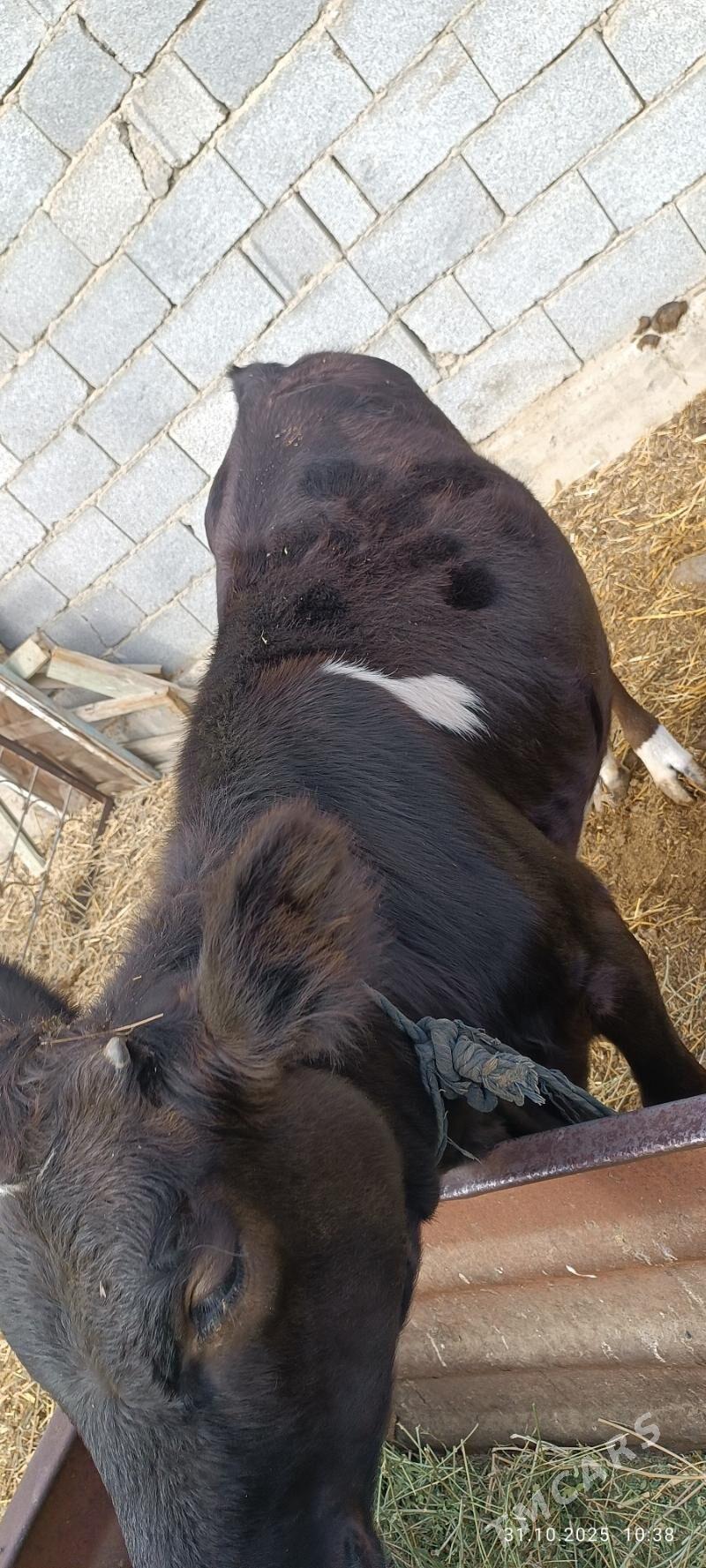 Tohum Tüwe - Бахарден - img 5