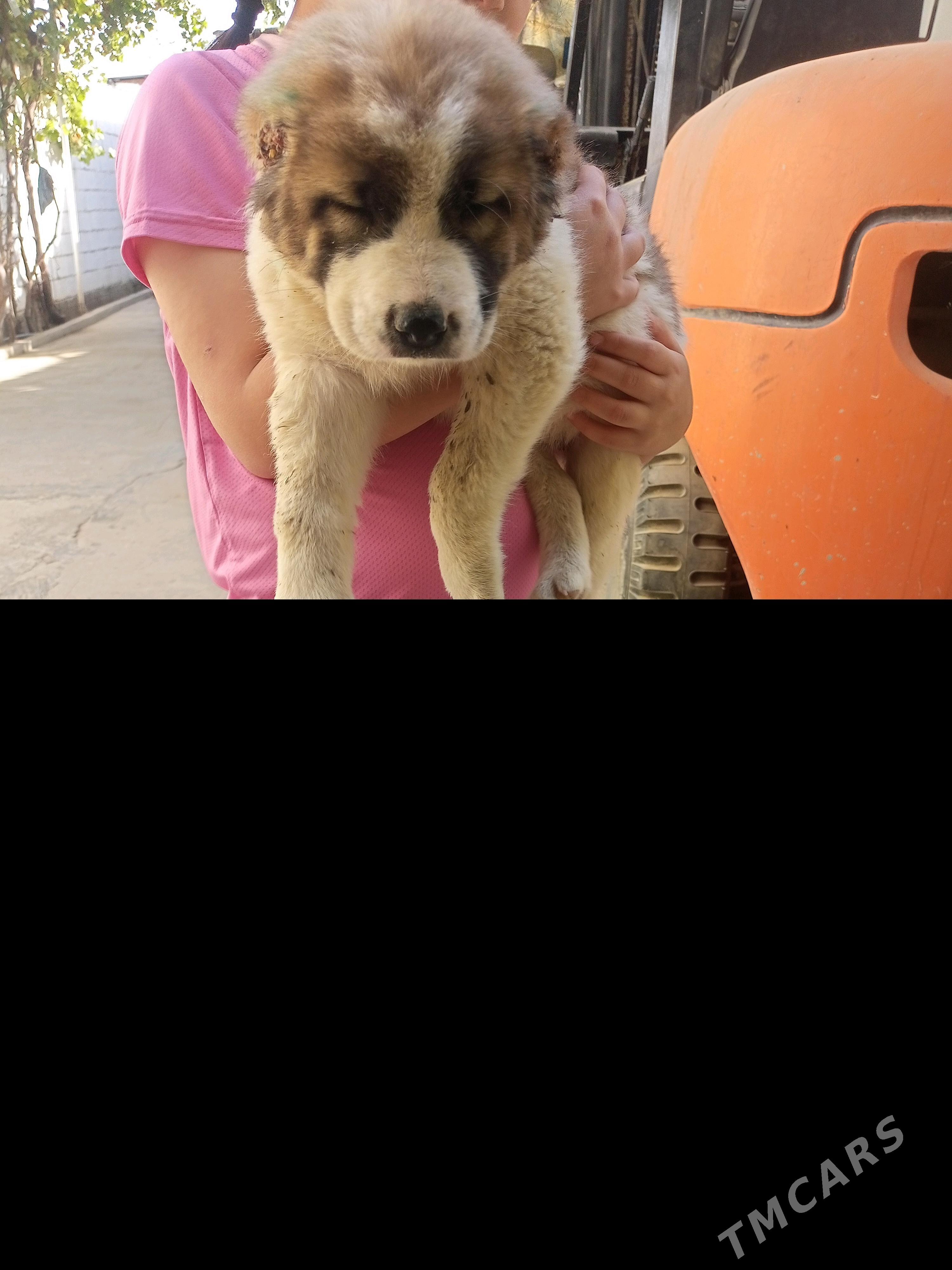 Alabay gujuk - Bedew - img 3