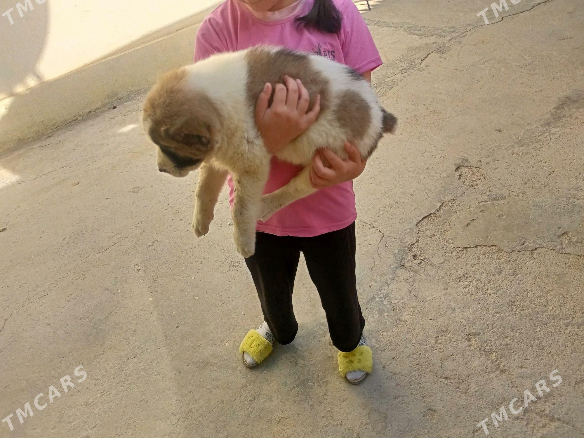 Alabay gujuk - Bedew - img 1