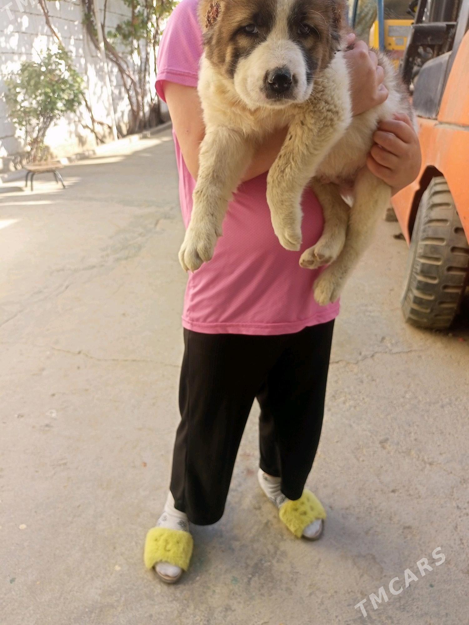 Alabay gujuk - Bedew - img 4