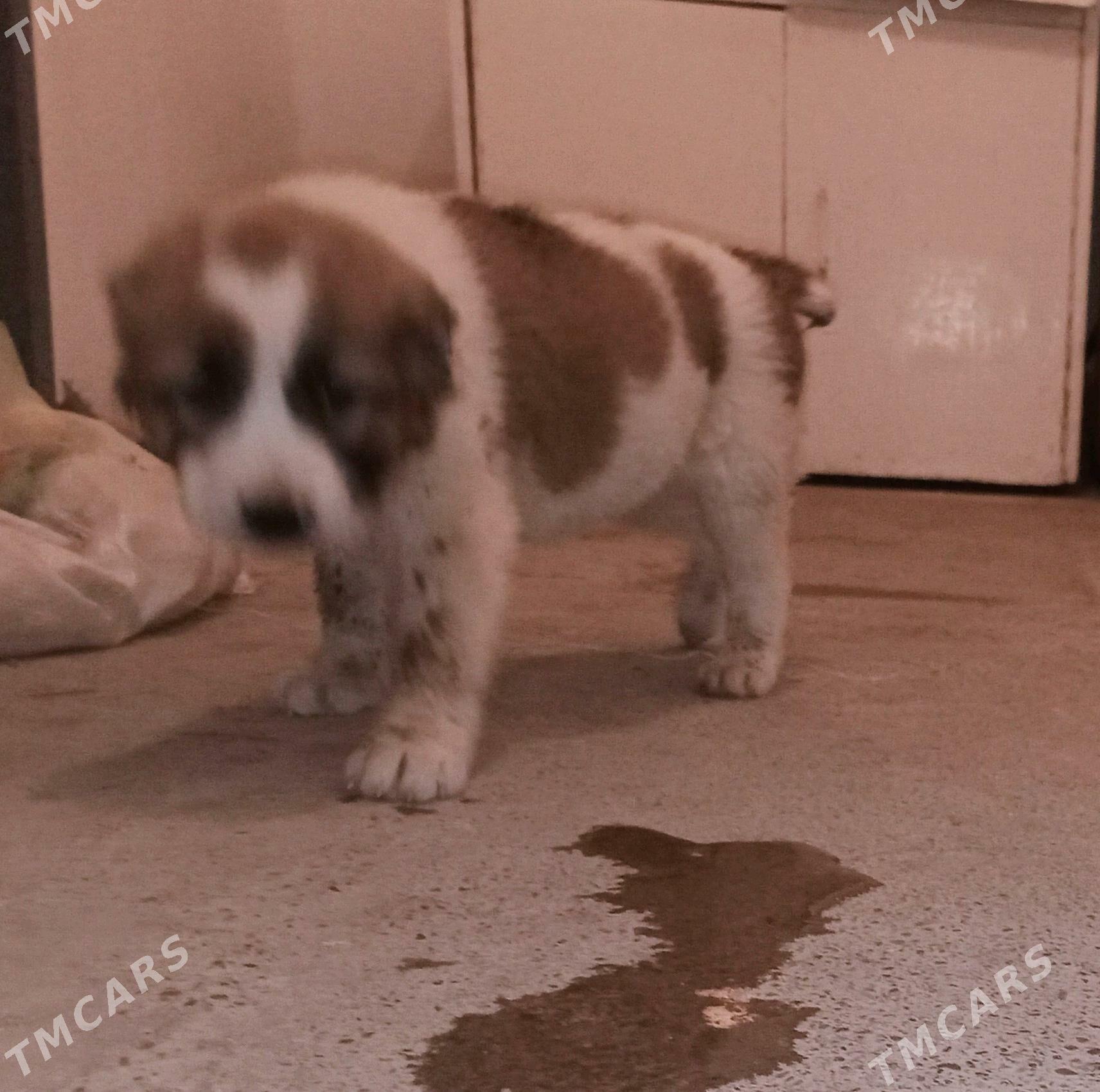 Alabay gujuk - Bedew - img 5