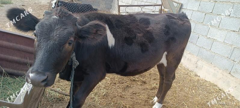 Tohum Tüwe - Бахарден - img 4