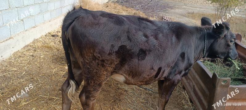 Tohum Tüwe - Бахарден - img 1