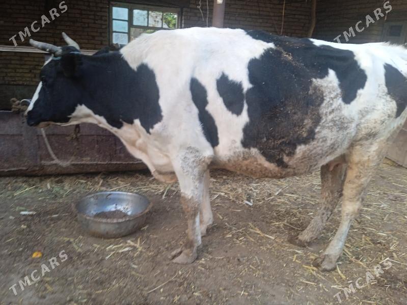 Gole - Фарап - img 2