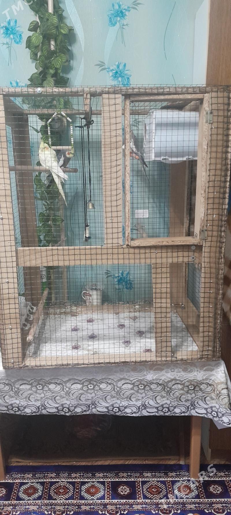 клетки - Ашхабад - img 2