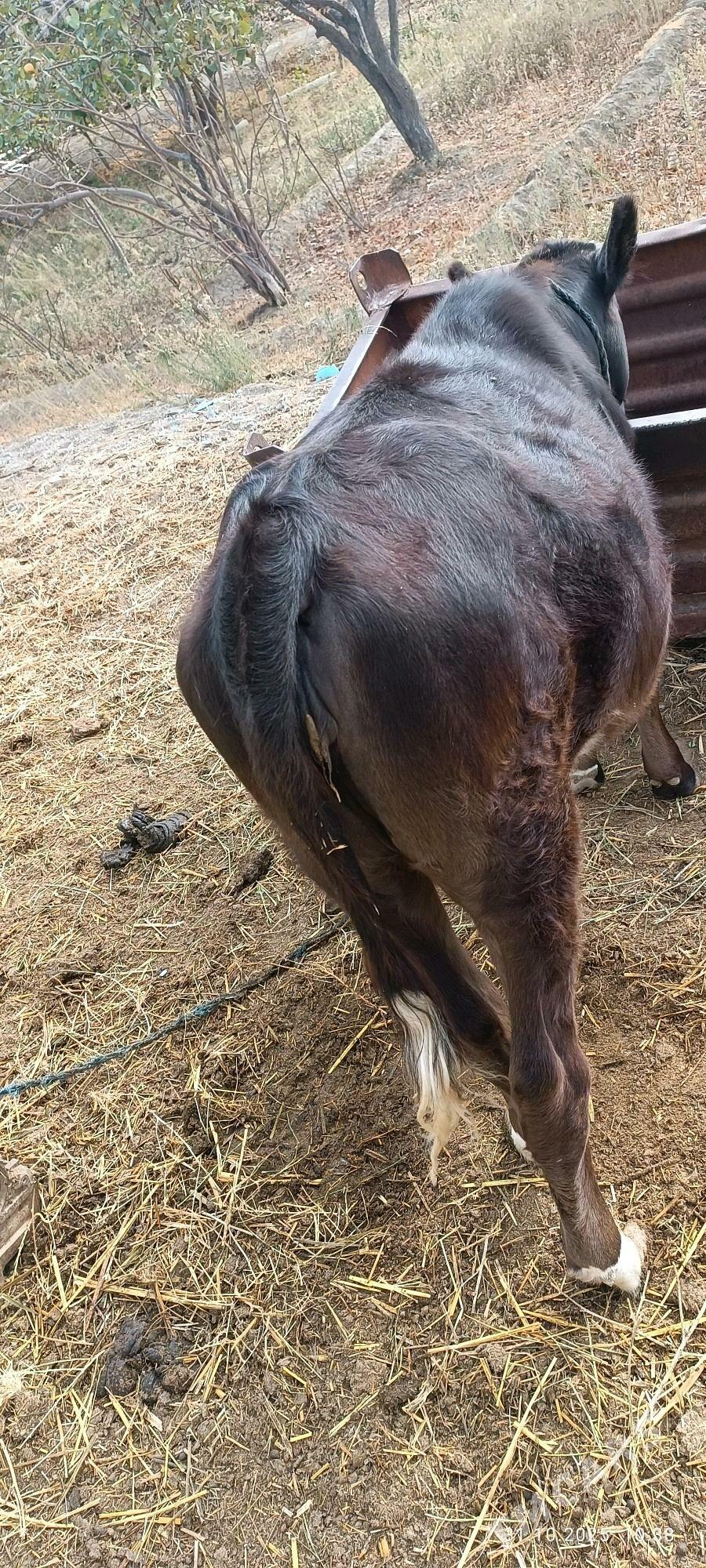 Tohum Tüwe - Бахарден - img 3