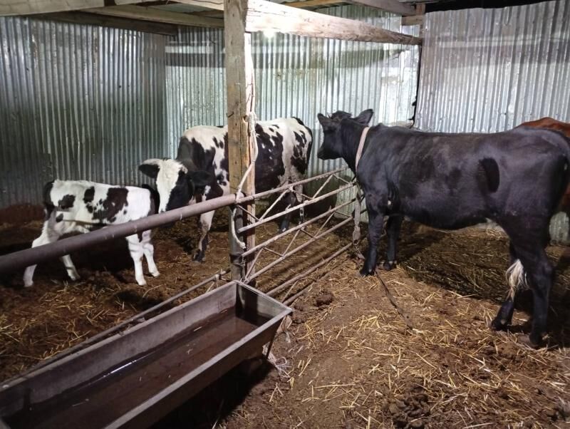 saglyk şygyrlar - Türkmenabat - img 6